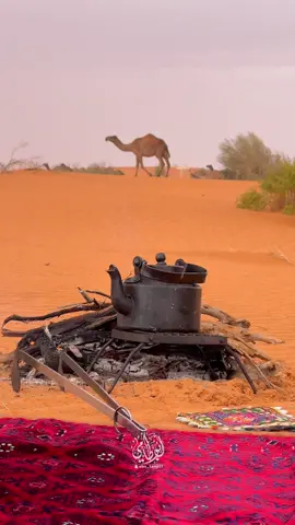 يازين النفود عقب المطر..⛈ . مساء الخير🍃 . #اكسبلورexplore #النفود_الكبير #أمطار #ابو_طامي #كشته_طلعه_بر #تصويري📸 #ترند_تيك_توك #مساء_الخير_للجميع_♥️🙋🏻 