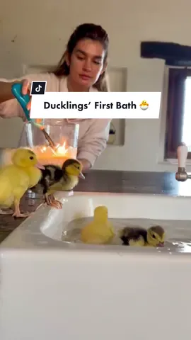 in case you’re having a bad day 🐣🐥 #ducklings #ducksoftiktok #ducksoftiktok🦆 #ducklingsoftiktok #ducklingbathtime #cutevideo #babyanimals #cuteanimals #cuteanimalsoftiktok #animalsoftiktok #ducks #duckling #foryou #calmingvideos #calmvideo #happyvibes 