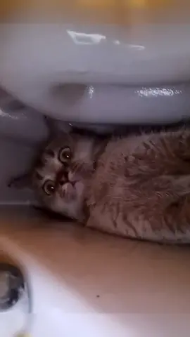 Why are you hiding here?is this your new home？😂😂#cat #fyp #catsoftiktok #cute