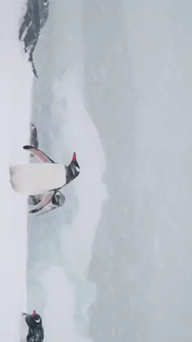 Landscapes of Antarctica  🇦🇶🎥 ##antarctica##cinematic##ice##penguin