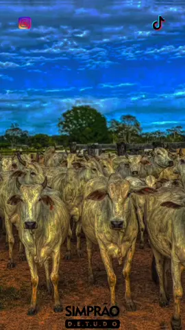 aowwww modão 🤠💥🎶#agropecuaria #viola #os_menino_da_pecuaria_mt #pecuariabrasil🇧🇷🐂🐂🐂🐂 #foryou #fyp #foryoupage #sertanejoraiz #matutoveidapecuaria #modao 