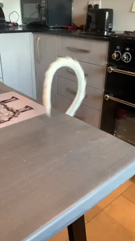 The tail of Manuel the galgo #galgo #galgos #galgosdetiktok #projectgalgo #rescuedog 