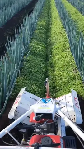Green Onion Farming Techniques #agriculture #LearnOnTikTok #farmlife 