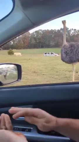 funny 😂 #funny #xuhuong #buffalo #ostrich 