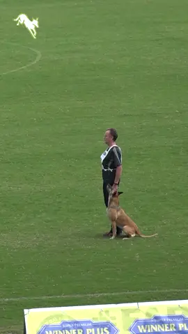 CAPB Campionato Sociale 2022: ELLY VOM CLAN DER WÖLFE B run 91 Points #igp #malinois #dog #workingdog #obedience #belgianshepherd