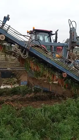Carrot harvesting 🥕🚜🎯 #agro #carrot #tractor #czechrepublic🇨🇿 