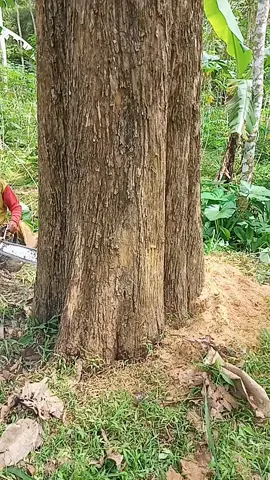 penebangan pohon jati lingkar 215