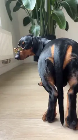 Groovin’ through the week 💃🏽 #fyp #dachshund #dogsoftiktok #forgetmenot #dance 