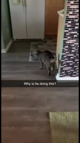 #memes #funnyvideos #foryou 