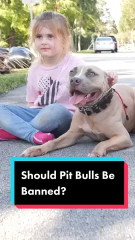Should Pit Bulls Be Banned? #dog #pitbull #pitbullsoftiktok #pitbulllove #puppy #dogs #dogsoftiktok #HuluChippendalesDance #fyp