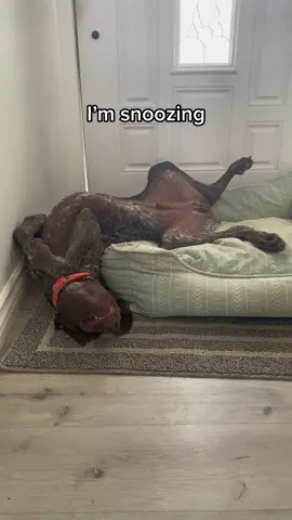 Henri’s favorite sleeping position 🐶💤 #dogsoftiktok #gspsoftiktok #gsp #germanshorthairedpointer 