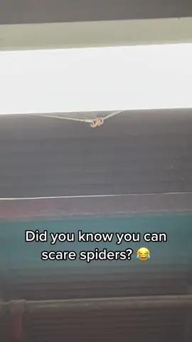 We scare everything here. SPOOK SHOW 17 streaming FREE on Tubi #spider #animals #scared #fyp #fypシ #spookshow17 #17thdoor #funny #realitytv #reality @the17thdoor 