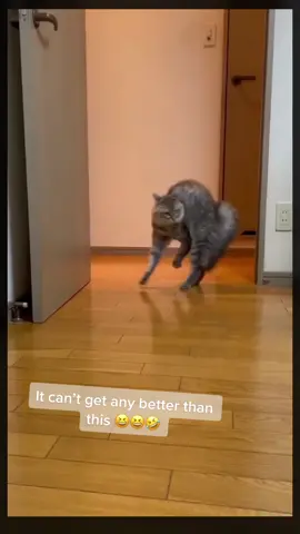 Scaredy Cat #whatwasthat #scaredycat #catscare #catscared #lolcat #lolcats #catsarefunny #catsarethebest #fyp #catsareweird #catsarelife #catlover #catsoftiktok #cats #funnyvideos #funnyvideo #funnyvids #foryoupage 