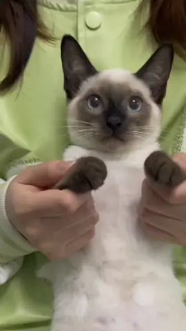 So cute.#qatar2022 #worldcup #catsoftiktok #fyp #cute #pet #funny #cat 