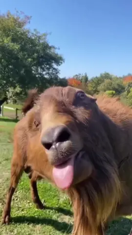 This goat is my spirit animal 🐐 #goat #funny #funnyvideo #meme #funnymeme #fyp #goatmeme #hilarious #goatsoftiktok #funnygoat 