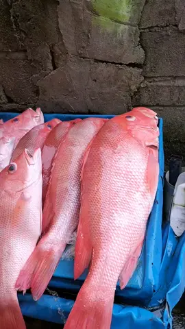 kakap merah segar #sulawesitengah #parigimoutong #ikanbatu 