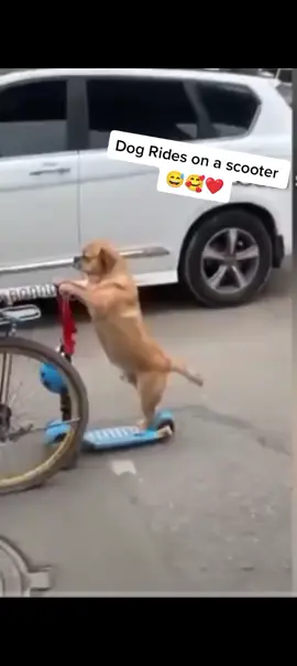 #amazingdoggy💋💋❤❤😘😘 #funnyvideos😂😂😂😂😂😂😂😂😂😂😂😂😂😂 