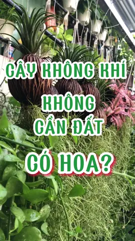 Cây không khí có ra hoa không nhỉ? Xem ở cuối video nhé! #yeucayxanhgarden #yeucayxanh #cayxanh #caycanh 