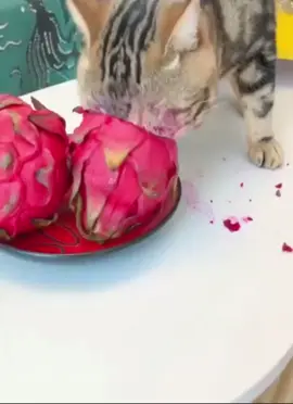 🙀🙀🙀 1 chiếc Mèo thèm thanh long #IChooseLays #cutecat #funnycat #cats 