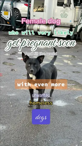 Tag your favorite animal advocate or south florida rescue #dog #dogrescue #fyp #foryoupage #dogmom #dogdad 