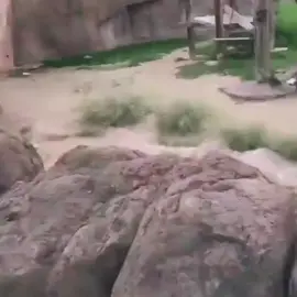 Give me the damn orange 🤣.            #ape #orange #giveme #funny #meme #orangutan 