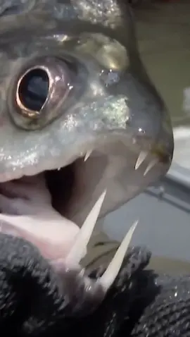 Piranha With Monstrous Teeth 🦷 😰  #rivermonsters #jeremywade #fishing #nature #wildlife #LearnOnTikTok