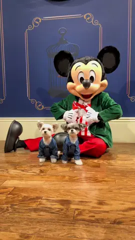 Who has the best ears?  #mickeymouse #dogsoftiktok #dogs #fyp 