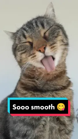 Misti or the smoothest tongue out 😋 #catsoftiktok #cat #cats #viral #slowmotion