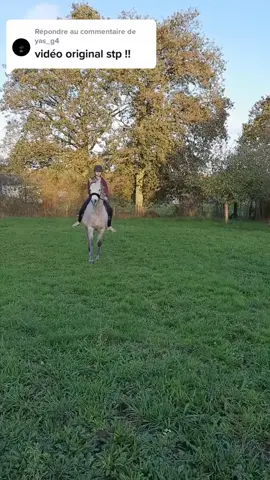 Répondre à @yas_g4 non il est pas bien non 😭 #cso #cavaliere #arabianhorse #psar #PasstheGreatness #horse #cheval #chute #cabré