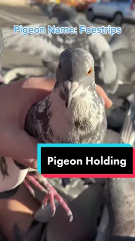 Replying to @briannawarren90 #pigeon #birds #boston #birdsoftiktok 