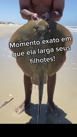 Gravamos o momento exato em que ela larga seus filhotes. Logo após, foram todos devolvidos ao mar!! #raia #mar #pesca #natureza #oceano #praia #isca #preservacao 