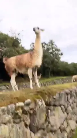 Feliz miércoles🇵🇪! Saluda a algunos de los amigos esponjosos más reconocibles de Perú! #viajamas #altitudeexperience #cultura #llamas #cutellamas #machupicchu #quechuas #peru #travel #momentos #felizmiercoles #viajens #trip #travelperu 