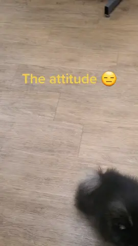 #pomlovers #dogsoftiktokviral #pomeranianpuppy #smallpuppies #cutepuppy #teddybeardog #puppytiktok 