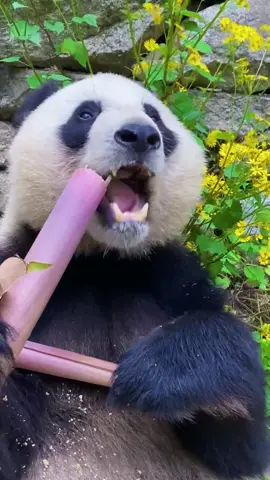 Đây là cách một bậc thầy ăn măng #팬더 #Lepanda #panda #панда #пандачка #panda #gautruc