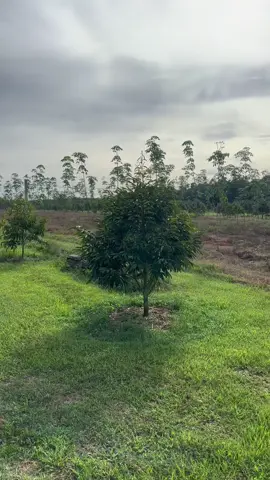 ได้เท่านี้ก็ชื่นใจละ💢💢สวยเล็กๆเด็กๆทำ😜😜ทุเรียน 2ปี 24วัน#สวนคุณอนันต์ #สวนทุเรียนขุนทะเลสุราษฎร์ 🌳🌳