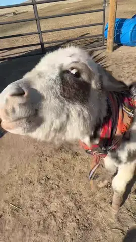 You name it! #thanksgivingfeast #allthefixings #younameit #minidonkeys #idahomies