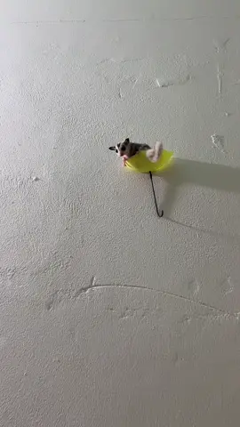 Đáp hụt zị chú