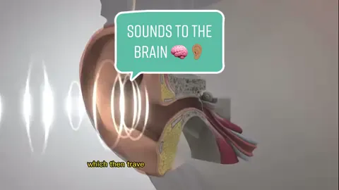 #CapCut #sound #brain #science #anatomy #humanbody #howitworks 
