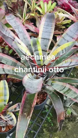 aechmea chantinii otto สับปะรดสีชานตินี่ otto ด่างขอบตัดสีดำ สวยขนาดนี้ ไม่มีเก็บไว้ในคอเลคชั่นไม่ได้แล้ว  #aechmea #ไม้ประดับ #แต่งสวน #bromeliad #brom #สับปะรดสี 