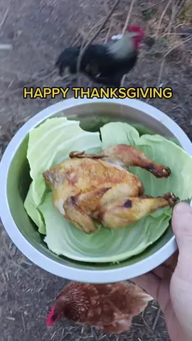 #happythanksgiving #Thanksgiving #backyardchickens #thankful #funny #countryhumor 