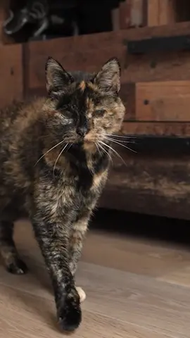 Oldest living cat 🐈 Flossie 🇬🇧 26 years 329 days
