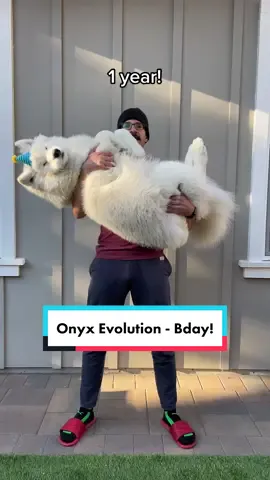 Happy 1st Barkday to fluffy boy Onyx and Happy Thanksgiving friends! 🎂🦃 #fyp #samoyed #dogsoftiktok #PetsOfTikTok #HuluChippendalesDance 