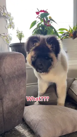 Pillows fluffed ✅ #troublemaker#americanakita #akitapuppy #akita #longcoatakita #puppylife #puppyadventures #fluffy #floofy #toocute #cute #funtime #funnydog #cutepuppy #puppylover #dogmom #dailytiktok #akitasoftiktok #dailyakita 