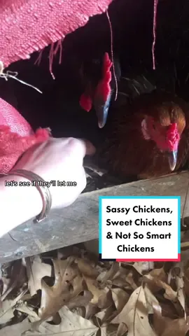 Sassy Chickens, Sweet Chickens & Not So Smart Chickens 😂🙈  #silly #sassy #sweet #hens #chickens #eggcollecting #collectingeggs #eggs #pastureraised #freerange #Homestead #homesteadtok #homesteadlife #homesteading #farm #farmtok #farmanimals #farmlife #wholesome #positive #vibes #comealong #comealongwithme  #fyp #fypage #foryou #foryoupage #viral #relax #destress#peaceful 