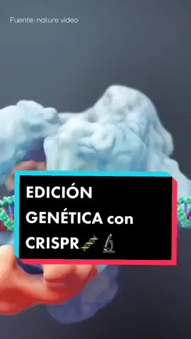 Así funciona la EDICIÓN GENÉTICA con CRISPR🧬🔬👀