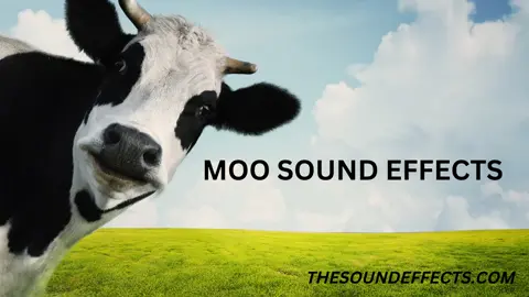 COWS MOOING 2 sound effects