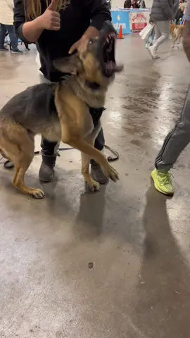 You can try and hide… but you can’t run from this K9. #workingdog 