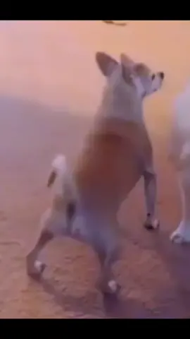 #twearking #dog #meme #fyp #fypシ #doggo 