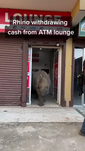 Rhino withdrawing cash from ATM lounge. #onehornedrhino #visitnepal #chitwannationalpark #wildlifephotographer #foryou #foryoupage #freedomfighter #bimitaphotography  credit: Imesh Khanal
