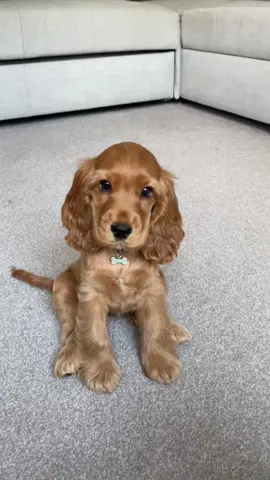 Here she is 🫶🏼 #puppy #cockerspanielpuppy #showcocker #spaniel #puppylove #fyp #cute 